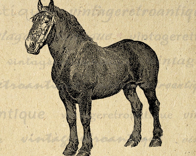 Printable Black Stallion Digital Download Horse Graphic Illustration Image Vintage Clip Art Jpg Png Eps HQ 300dpi No.3088