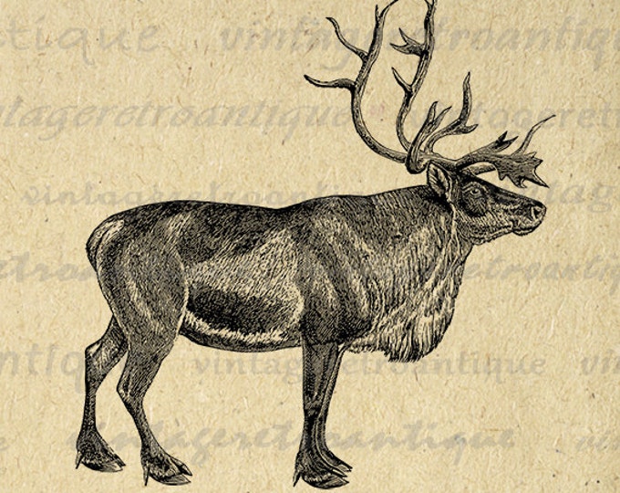 Reindeer Deer Printable Graphic Image Download Digital Illustration Antique Clip Art Jpg Png Eps HQ 300dpi No.2172