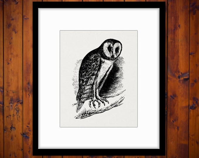 Digital Image Barn Owl Graphic Bird Illustration Printable Download Vintage Clip Art for Transfers etc HQ 300dpi No.570