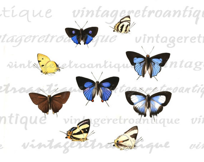 Printable Butterflies Two Collage Sheets Graphic Image Digital Download Vintage Clip Art HQ 300dpi No.820