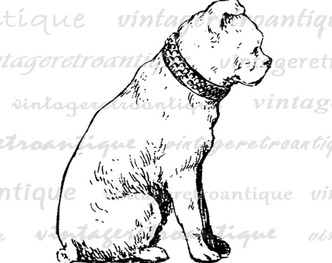 Cute Dog Digital Graphic Printable Antique Image Download Vintage Clip Art Jpg Png Eps HQ 300dpi No.284