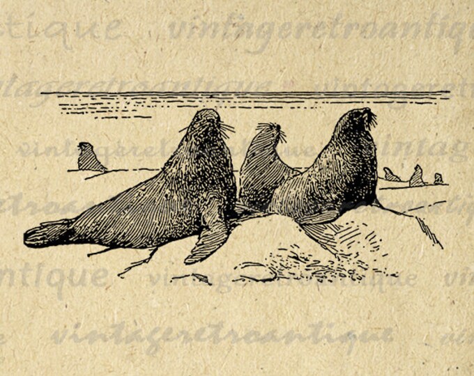 Printable Graphic Seals Download Sea Lions Digital Image Antique Clip Art Jpg Png Eps HQ 300dpi No.3186