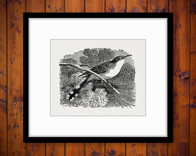 Digital Printable Yellow Billed Cuckoo Bird Illustration Graphic Bird Image Download Vintage Clip Art Jpg Png Eps HQ 300dpi No.3930