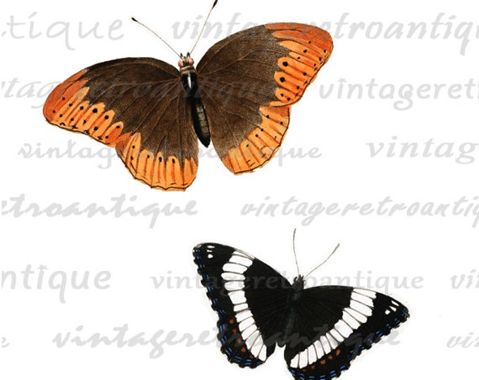 Printable Color Butterflies Graphic Download Digital Image Illustration Vintage Clip Art HQ 300dpi No.3915