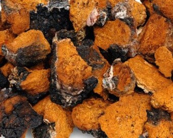 Chaga Mushrooms - Certified Organic