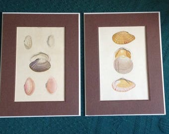 Vintage Hand Colored Shell Engraving Lot of 2 Solen Plate 33 & Tellina Plate 35 Sea Shells Art