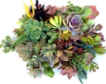 20 succulent cuttings succulent clippings succulent plants bulk succulents succulent plant cuttings