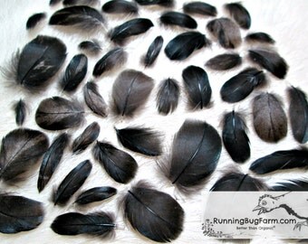 Real Bird Feathers Miniature Feathers Black Feathers Natural Feathers Cruelty Free Feathers Loose Turkey Feathers For Crafts 30 < 1" / BST