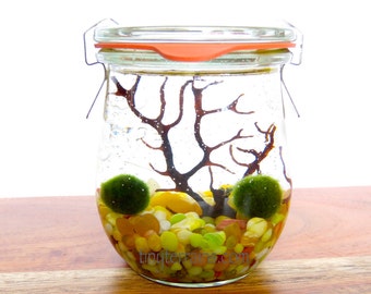 Weck Tulip Jar Marimo Terrarium - Several Colors Available