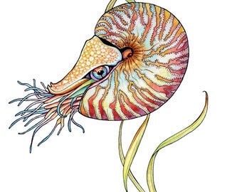Nautilus Watercolor Greeting Card