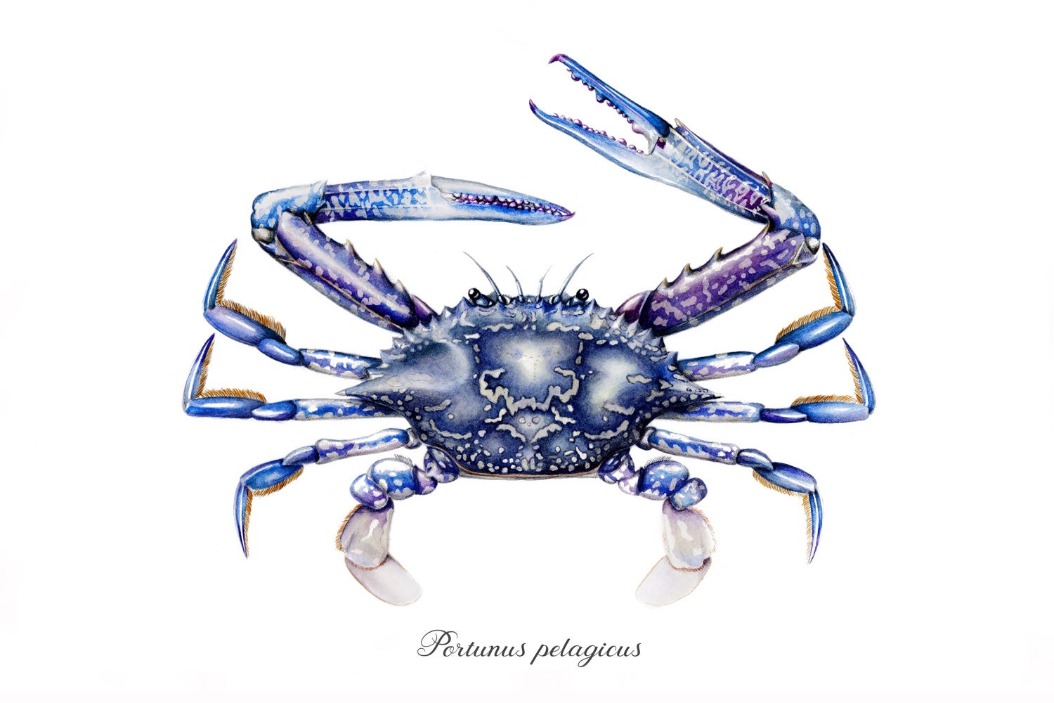 Blue swimmer crab art print