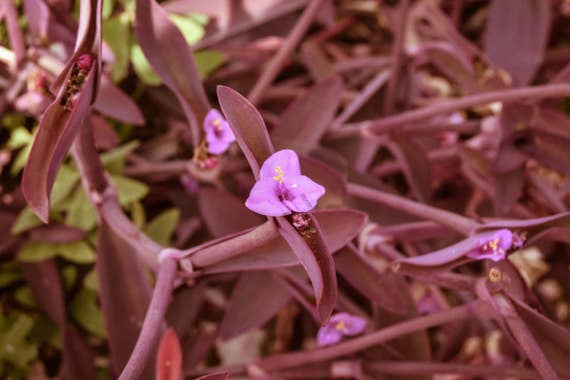 Nature, setcreasea, tenerife, purple heart flower, Flower Photography, Nature Photography, Wall Art, Flower Art, Wall Decor, Flower print