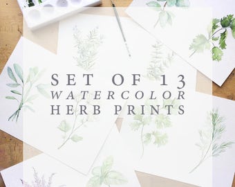 Set of 13 Herb Watercolor Prints | Watercolor Herb Print Set | Watercolor Herb Painting Set | Herb Kitchen Decor | Herb Collection