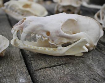 fox skull with jaw and teeth taxidermy design animal bone creepy vintage carving decoration gift present girlfriend boyfriend