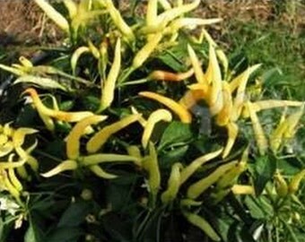 Hot Chilli Pepper - Elephant's Trunk Yellow (25 SEEDS)