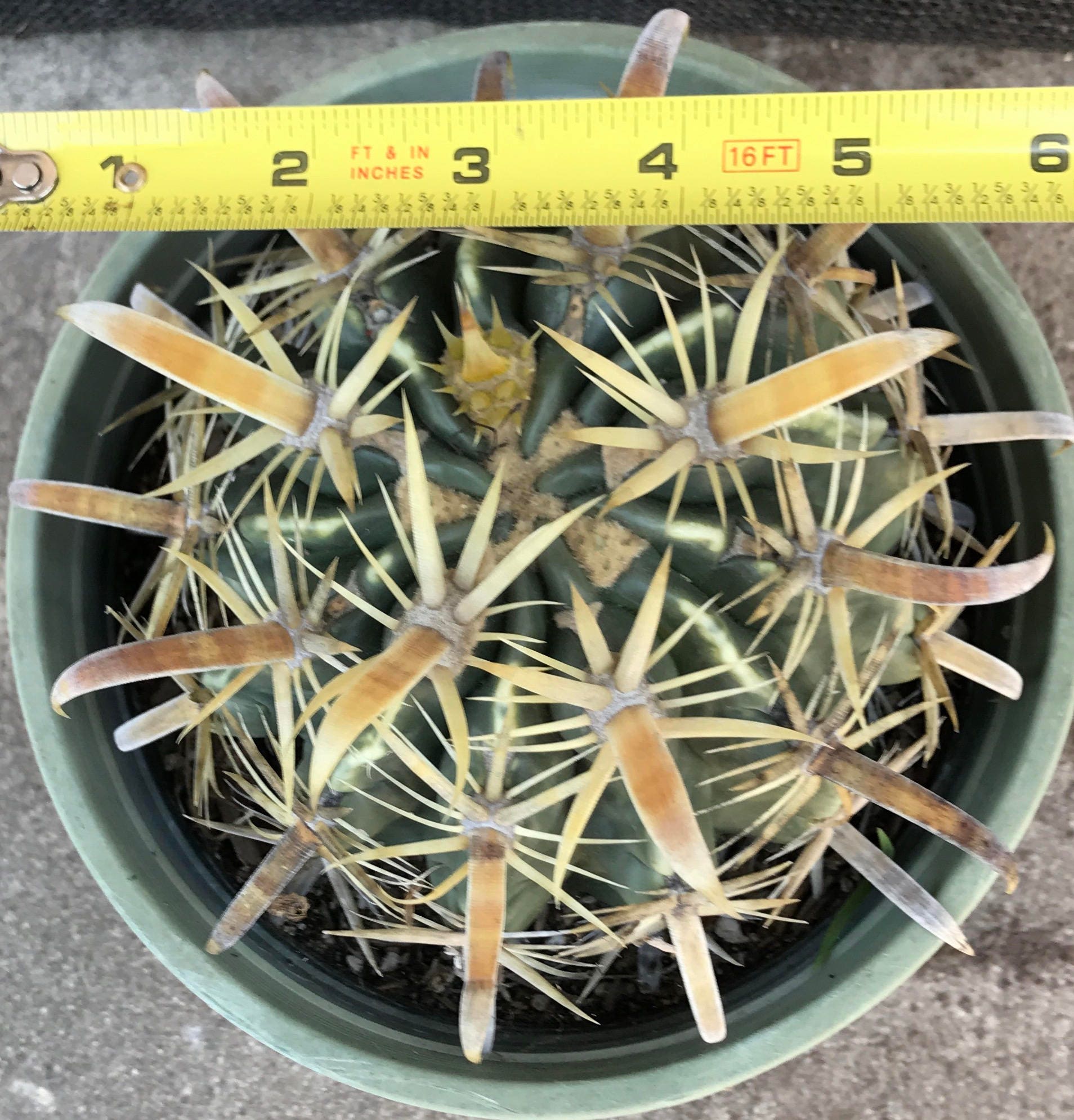 Yellow Spine Crow Claw Cactus Succulent from ...