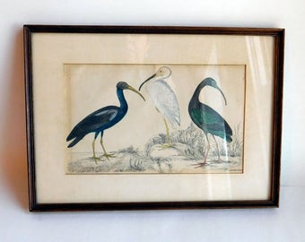 Antique Bird Engraving 1860s Hand-Tinted - A Fullarton & Co Edinburgh- Courcoux or Ibises - Framed Ornithological Print w/ Glass - Fullerton