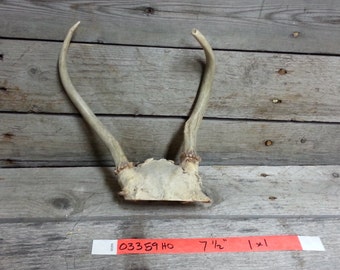 Small Set of Taxidermy Quality Whitetail Deer Antlers - Lot No. 03359HO