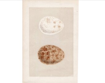 1875 EGG print original antique bird eggs nest lithograph