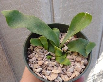 Staghorn Fern-Platycerium Bifurcatum 'Netherlands'