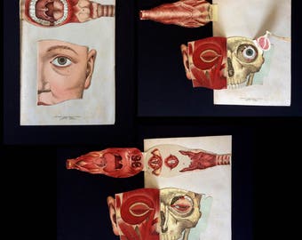 Vintage 1890s French Medical Anatomy Diagram Fold Out Chromolithograph Bookplate Face Mask MOUTH Throat Muscles Tendons Svankmajer Collage