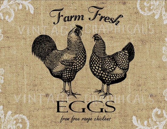 Country decor Chicken Eggs Sign Instant graphic digital