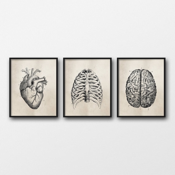 Human Anatomy Wall Art Set of three PRINTABLE Art