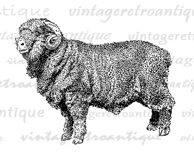 Printable Graphic Merino Ram Sheep Image Illustration Digital Download Vintage Clip Art Jpg Png Eps HQ 300dpi No.3236