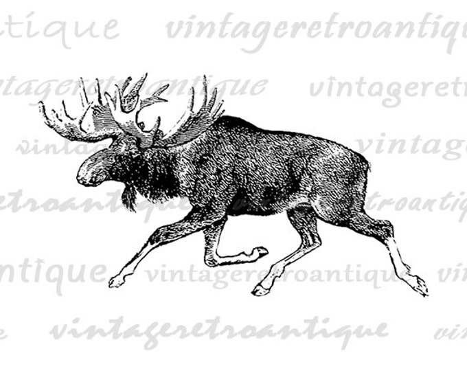 Printable Moose Graphic Download Digital Image Jpg Png Eps HQ 300dpi No.694