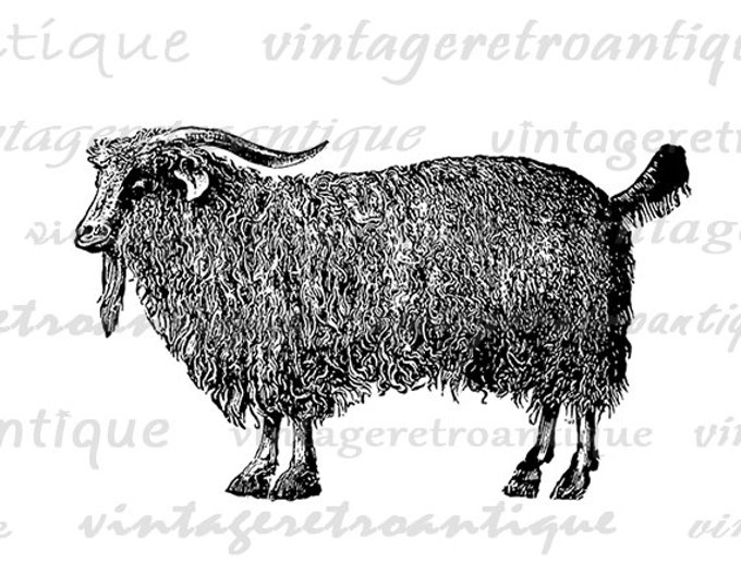 Digital Graphic Angora Goat Download Antique Image Printable for Transfers Pillows Tea Towels etc HQ 300dpi No.507