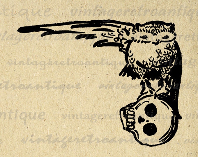 Digital Image Owl and Skull Download Printable Graphic Artwork Antique Clip Art Jpg Png Eps HQ 300dpi No.2899