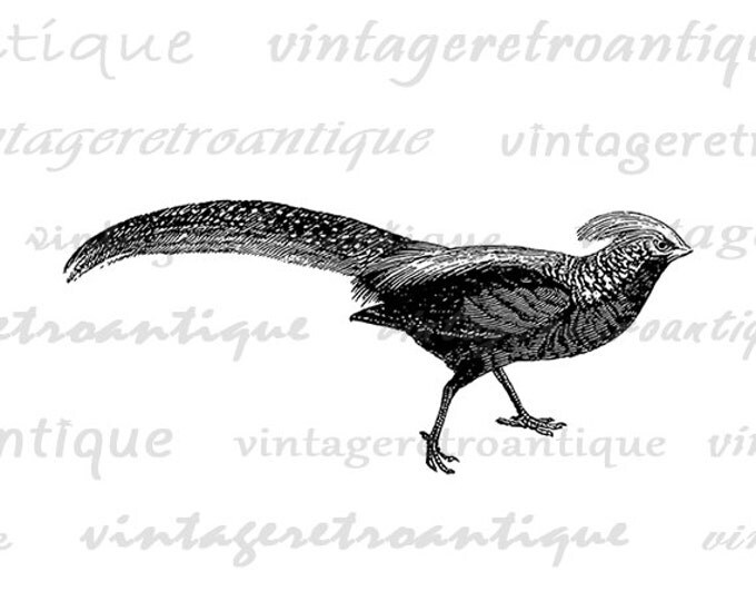 Pheasant Bird Image Printable Download Graphic Digital Artwork Jpg Png Eps HQ 300dpi No.4191