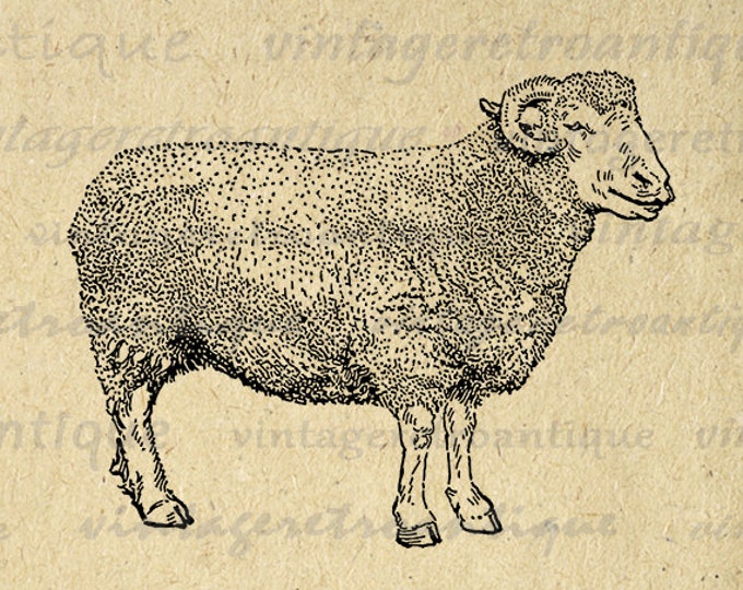 Digital Printable Dorset Sheep Graphic Image Illustration Download Antique Clip Art Jpg Png Eps HQ 300dpi No.3509