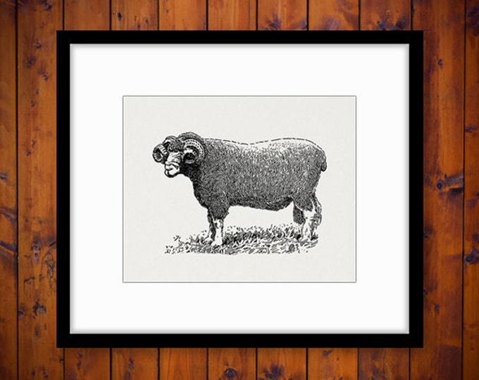 Dorset Ram Graphic Digital Download Illustration Sheep Image Printable Vintage Clip Art Jpg Png Eps HQ 300dpi No.3410