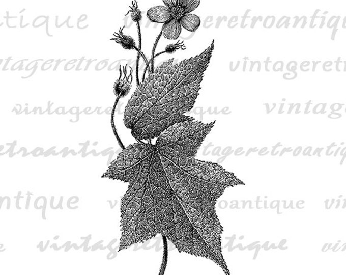 Digital Printable Flower and Leaves Image Graphic Download Artwork Jpg Png Eps HQ 300dpi No.2784