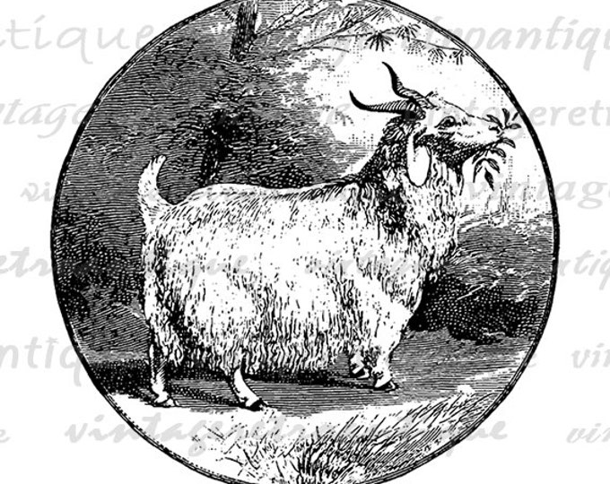 Angora Goat Image Graphic Printable Digital Download Antique Clip Art Jpg Png Eps 18x18 HQ 300dpi No.710