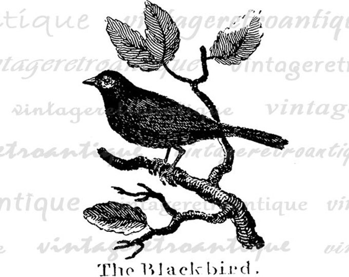 Blackbird Printable Graphic Image Antique Illustration Digital Bird Download Vintage Clip Art Jpg Png Eps HQ 300dpi No.855