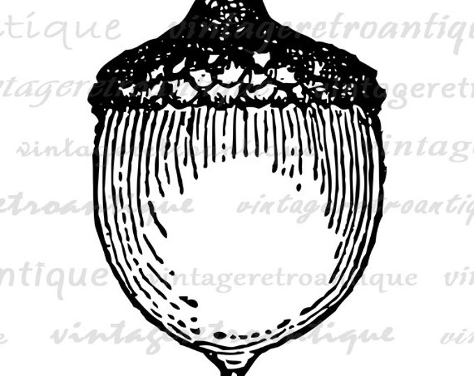 Printable Acorn Clip Art Digital Download Acorn Graphic Acorn Image Antique Clip Art for Transfers Making Prints etc HQ 300dpi No.4658