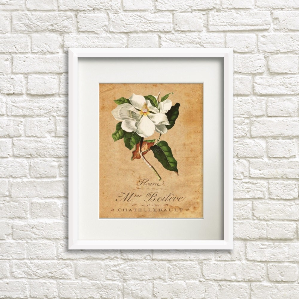 Magnolia Fluera French Country Art Prints French Botanical