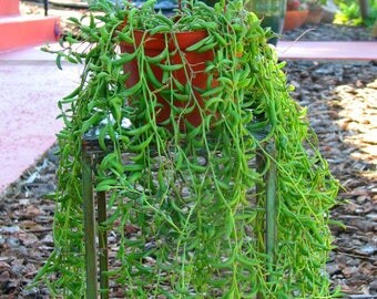Hanging String of Bananas Succulent Plant