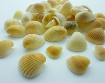 40 pce Beach Clam Sea Shells Undrilled Craft Projects 12mm to 24mm