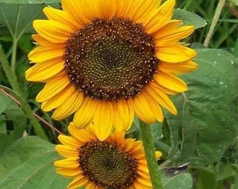 Sunflowers-Dwarf Sunspot- 100 Seeds each pack