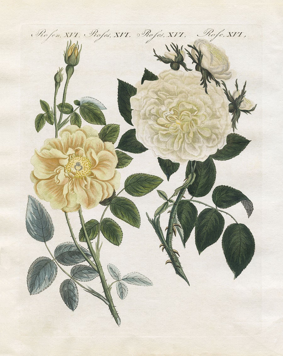 Vintage Rose Botanical Antique Botanical Print Yellow Rose