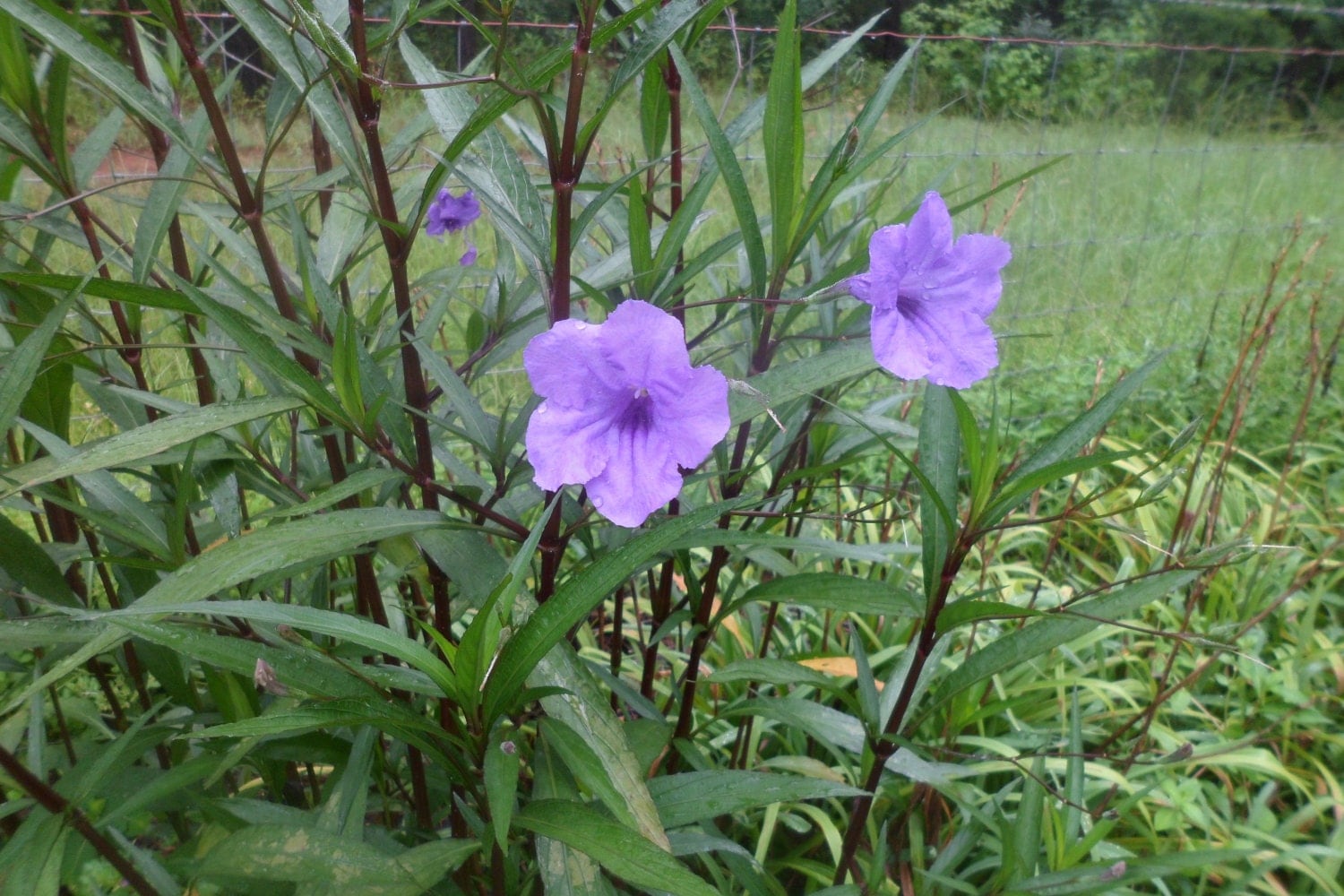 15 Purple Mexican petunia Attracts Butterflies live