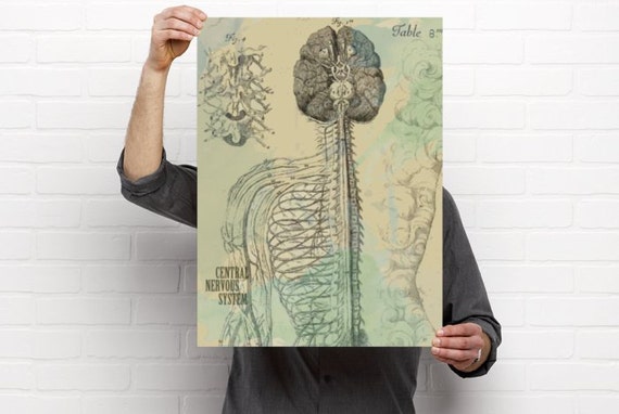 The Central Nervous System Medical Chiropractic Anatomy