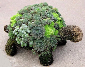 DIY Succulent Turtle KIt!