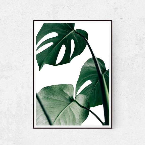 Monstera blatt drucken botanische kunst skandinavischen