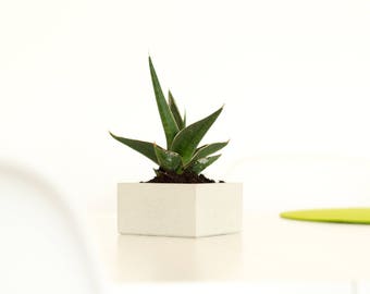 Concrete shell. Concrete shell. Jewelry tray | Planter | Concrete planter | Cube