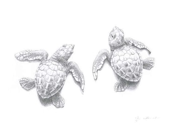 Signed Print - Two Sea Turtle hatchlings - A4 pencil drawing