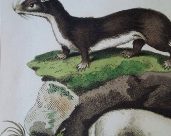 Ermine and Otter Print 1812, Original Hand Colored Engraving, Antique Zoological Print, Made in London